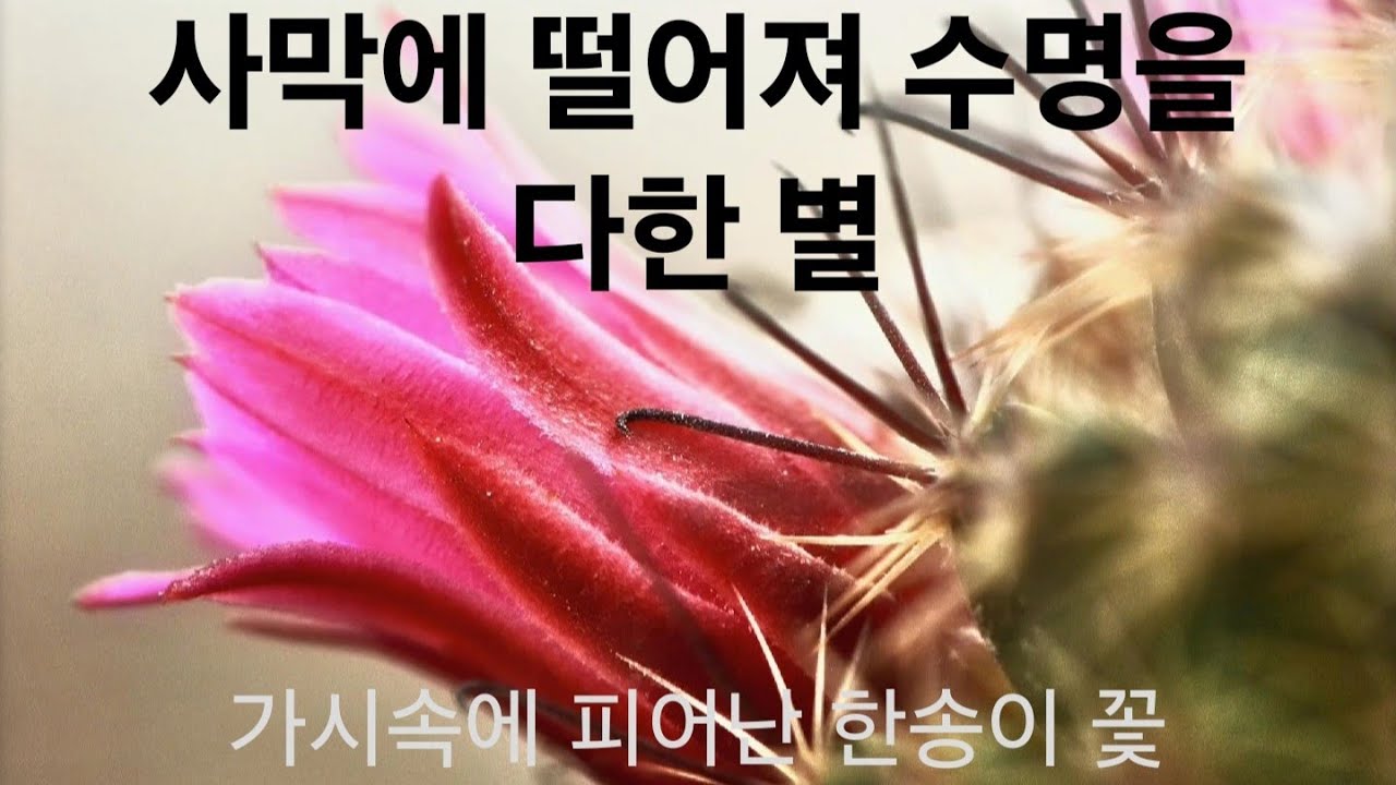 수명을 다한 별 ㅡ70s Retro Pop, Melancholic Jazz Ballad,