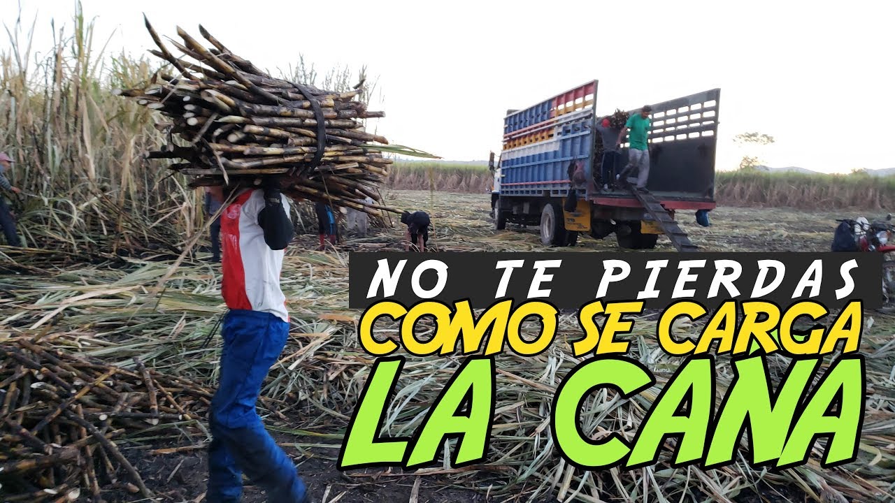 Historias de la vida real | Como se carga un camión de caña de manera manual en El Salvador