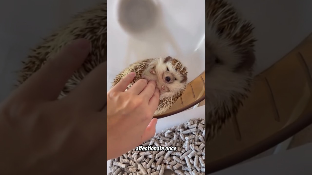 Unusual Pets People Actually Own?! 🐾🤯#unusualpets  #weirdpets