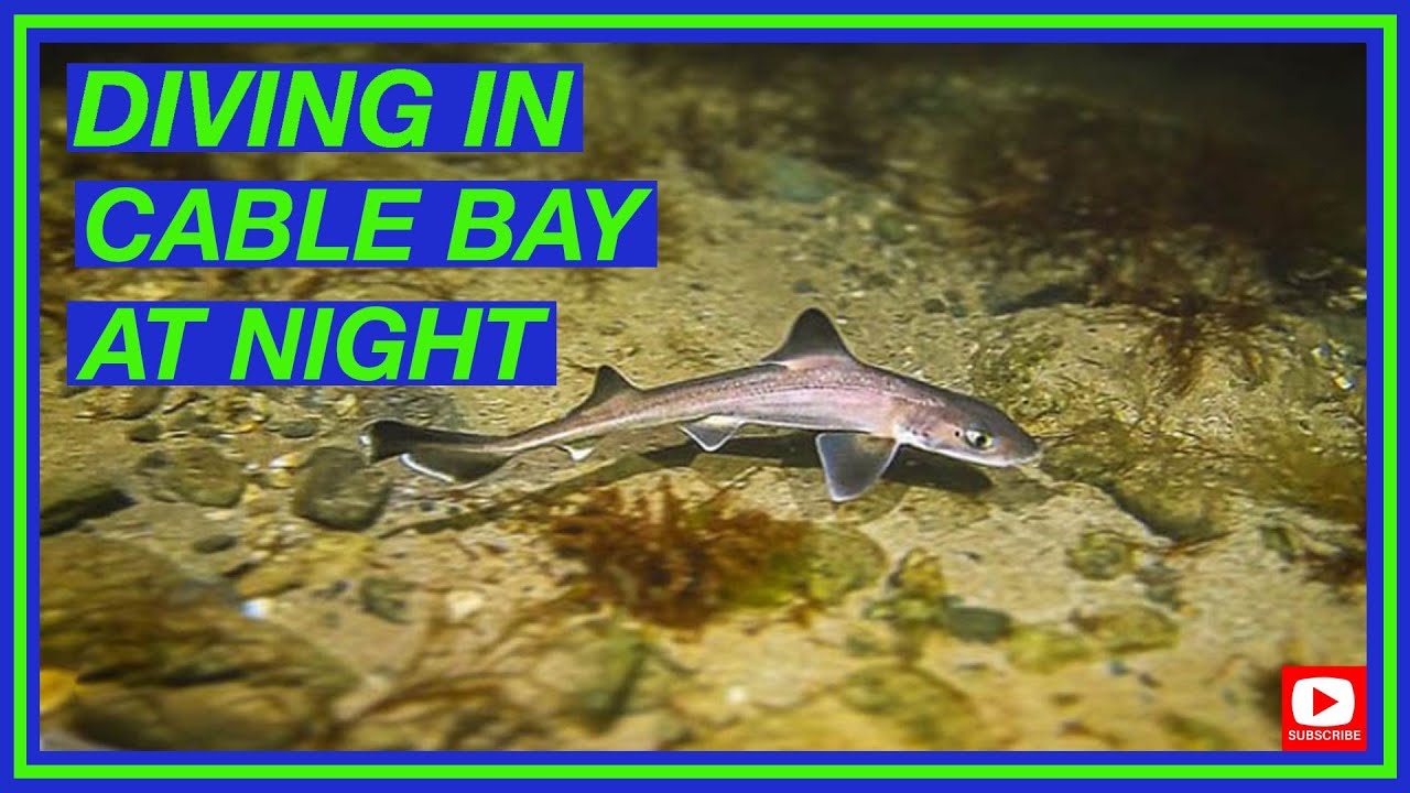 Night Diving Cable Bay Porth Trecastell | Diving North Wales | Night Dive Anglesey | Dive site guide