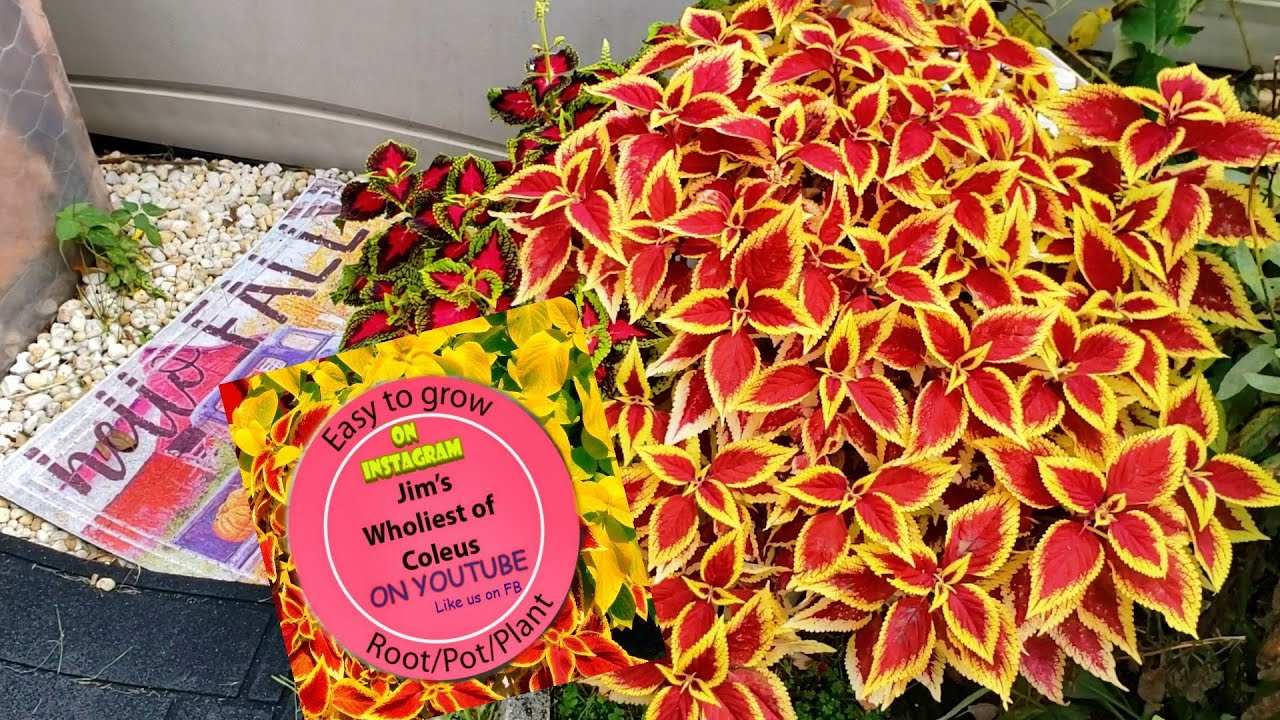 Hello Fall GOODBYE COLEUS?? Not So Fast!! Plus Jim's Coleus Seeds!!