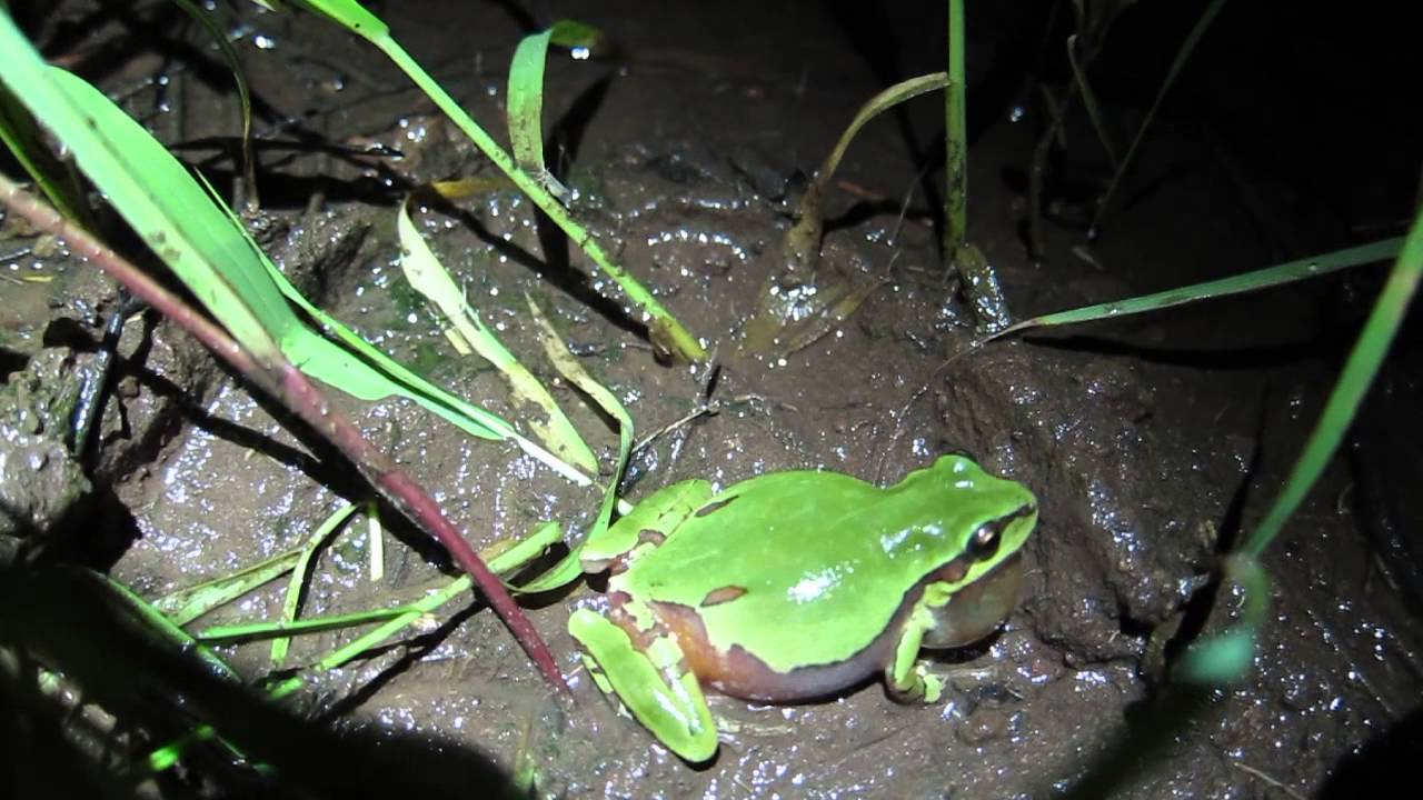 Archive | From the field: Meryl Mims' Arizona treefrog video