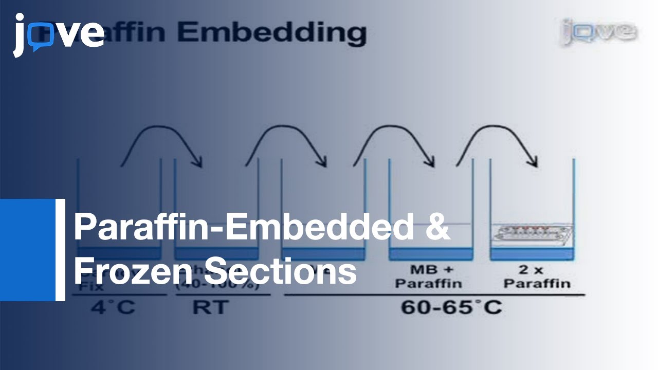 Paraffin-Embedded & Frozen Sections: Drosophila Adult Muscles l Protocol Preview