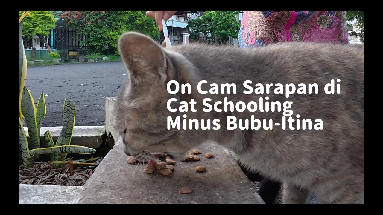 Sarapan ceria di Cat Schooling | Close Up Face Cam