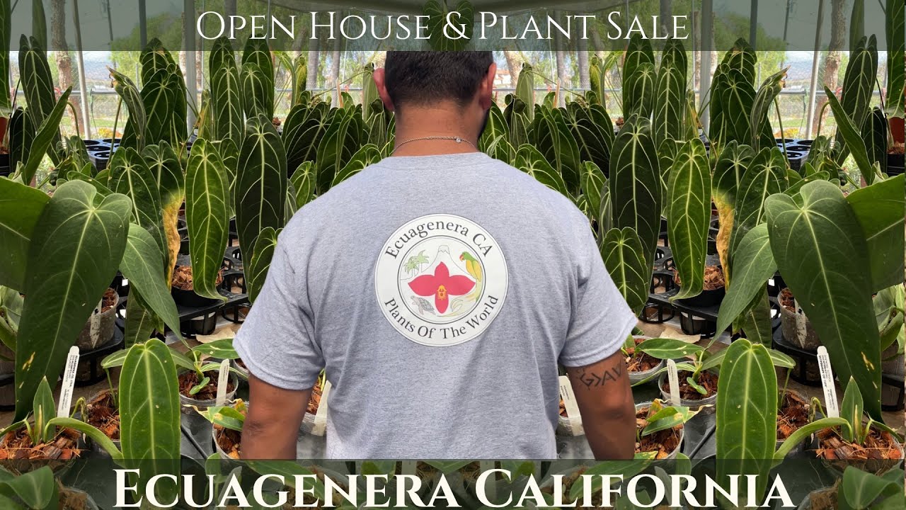 Ecuagenera California / Open House Plant Nursery Tour / Rare Aroids