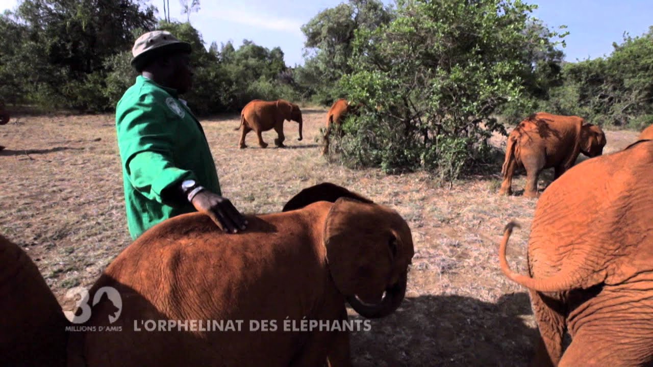 L'orphelinat des éléphants au Kenya