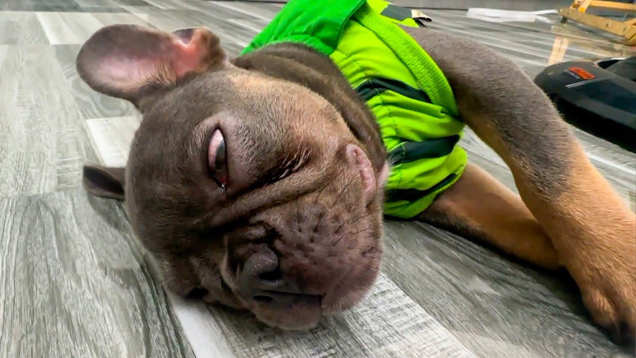 My Dog Mun's Loud Snoring Distracts Me from Work | Video Dog Funny