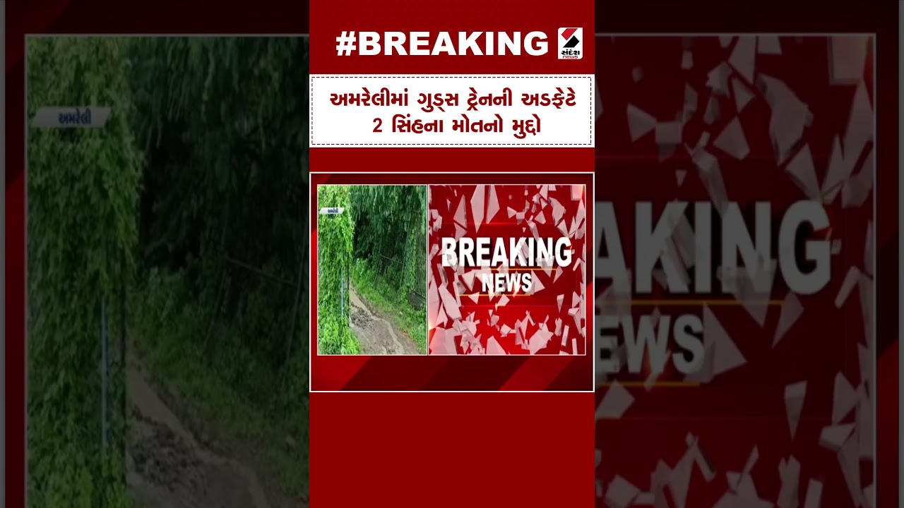 Amreli News | Amreli માં ગુડ્સ ટ્રેનની અડફેટે 2 સિંહના મોતનો મુદ્દો | Sandesh News