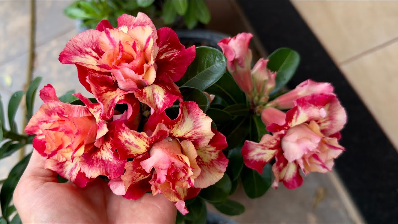 ROSAS DO DESERTO voltando a FLORIR - Resultado da adubação 👀 