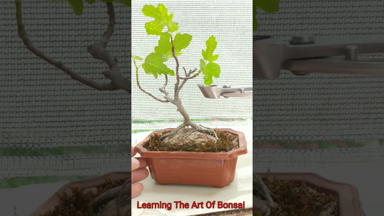Yamadori Ficus Carica bonsai mame