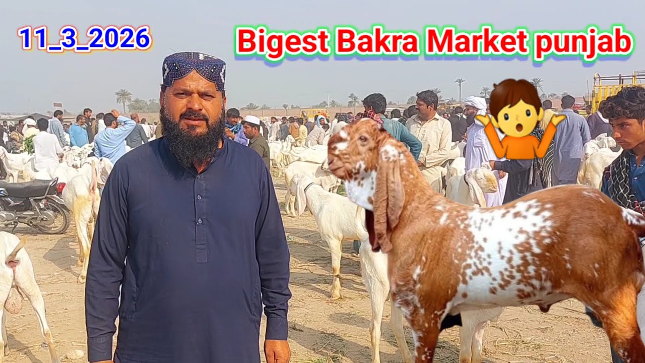Bigest bakra market in punjab Qurbani khassi 2dant bakray 03321400186 📱☎️