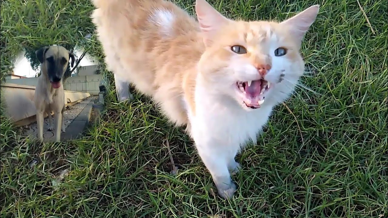 Cute cat in the park trying to share food with her hungry dog ​​friend