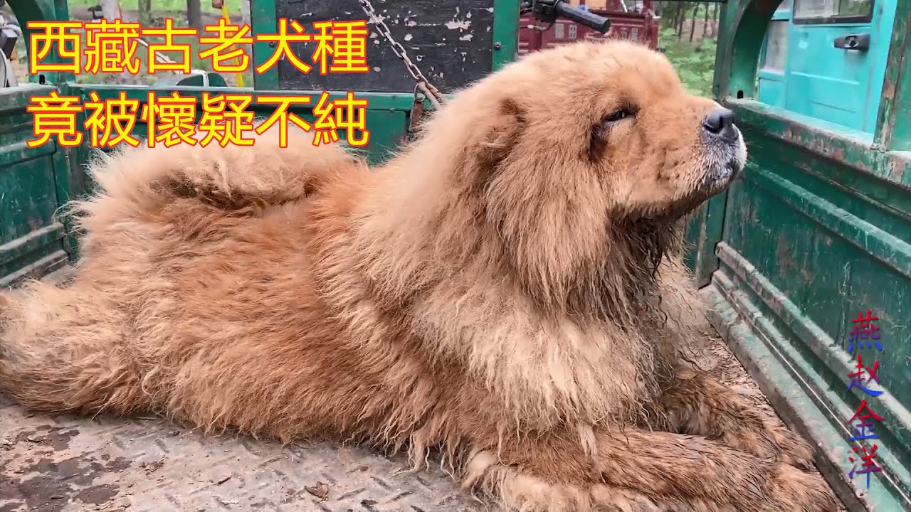 源於西藏古老犬種，竟被懷疑血統不純，聽聽犬主怎麽說