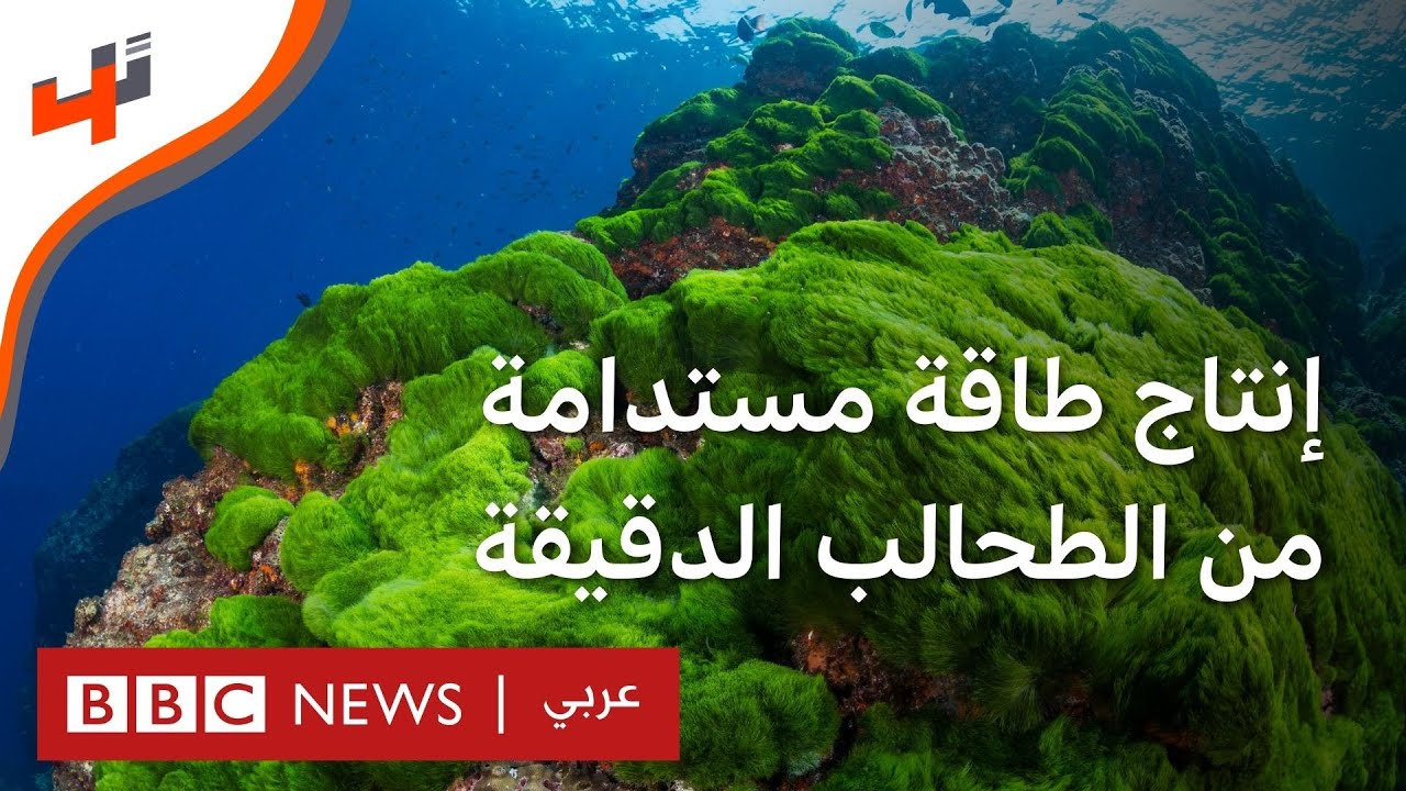 كيف يتم استخدام الطحالب الدقيقة لانتاج طاقة مستدامة؟