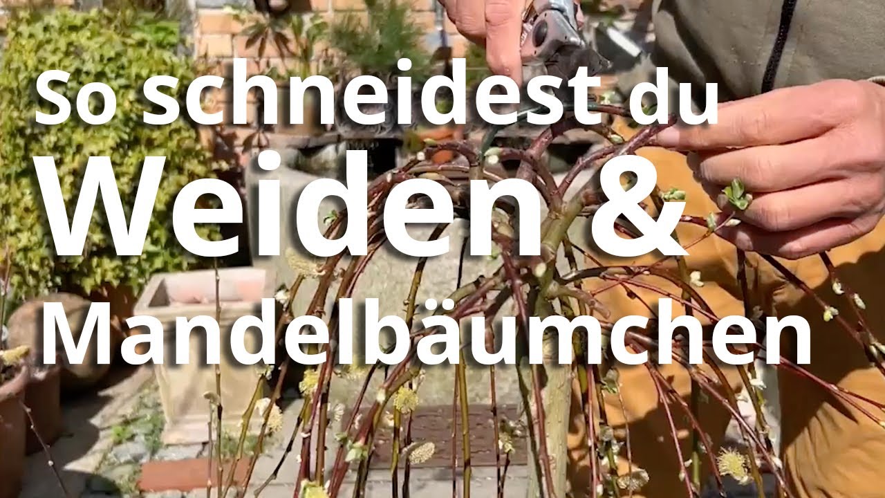 So schneidest du Weiden und Mandelbäumchen