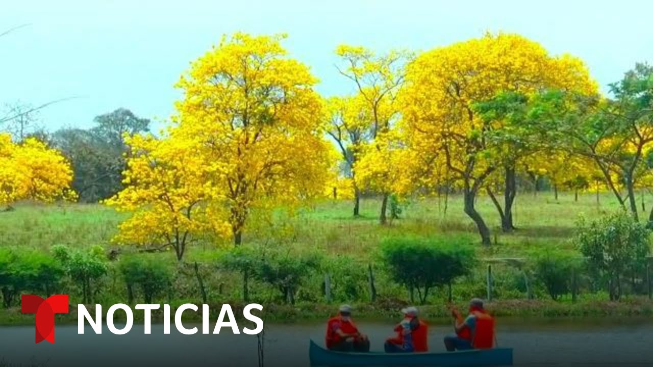La floración de guayacanes cautiva a residentes de Colimes | Noticias Telemundo