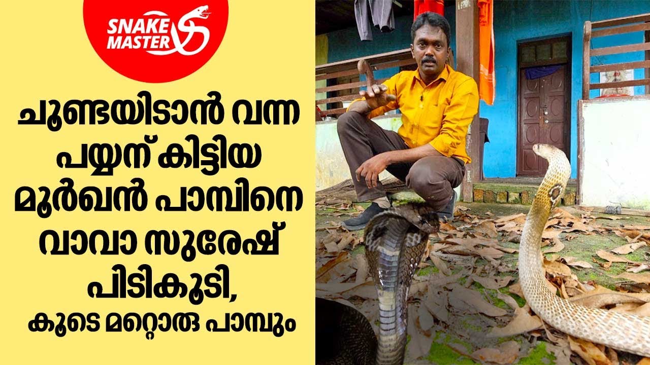 ചൂണ്ടയിടാൻ വന്ന പയ്യന് മീനിന് പകരം കിട്ടിയത് പാമ്പുകളെ... | Vava Suresh | Snakemaster EP 998
