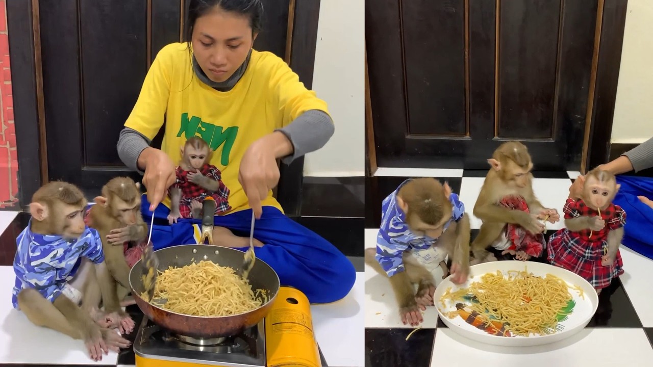 Dressed-Up Baby Monkeys Watch Mom Cook & Eat a Noodle Feast!