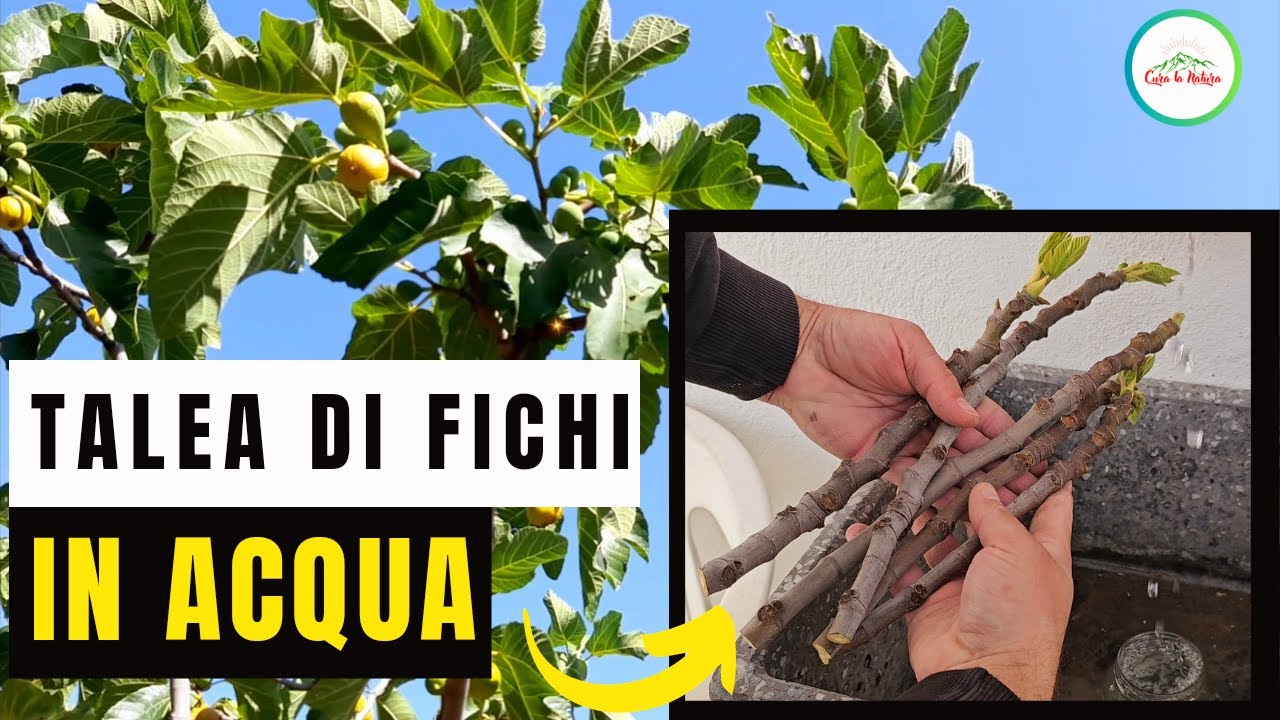 Come Moltiplicare Una Pianta Di FICHI IN ACQUA - Talea Di Fico