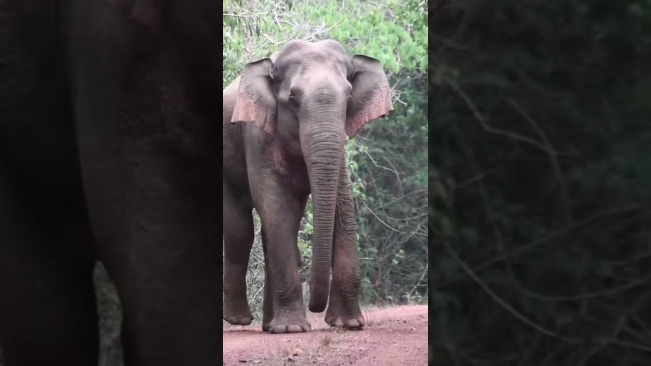 Elephant behaviour #Elephant #odisha #nature #wildlife #conservation