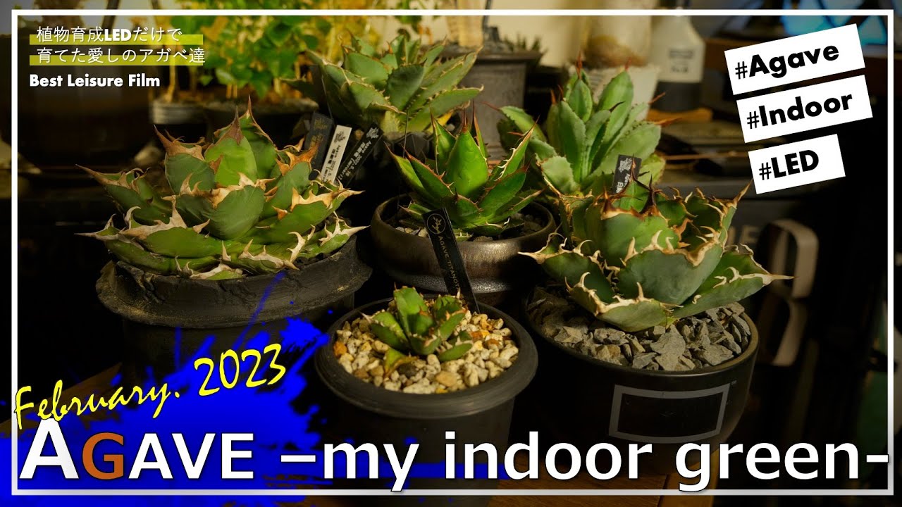 室内で植物LEDだけで育てた最高の『アガベ』たちと魅力的な鉢の紹介［ビザールプランツ｜多肉植物｜作家鉢｜3Dプリント鉢］