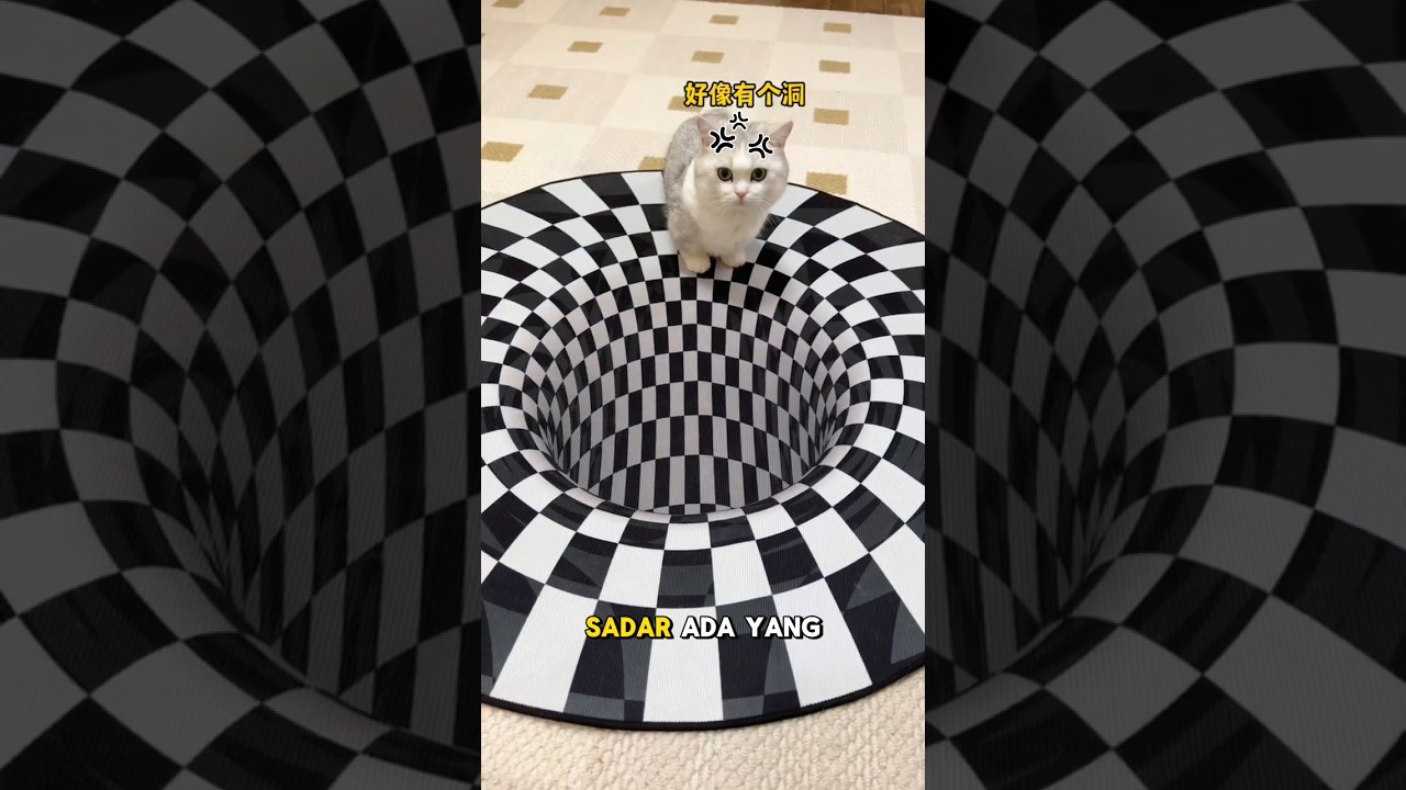 Majikan Menguji Kecerdasan Anabulnya😺✨
