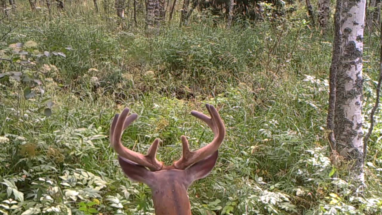 Roe Deer / Capreolus capreolus / Mets&auml;kauris - Helsinki 01.08.16