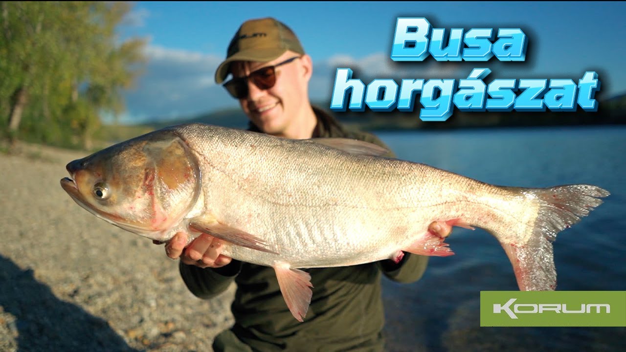 Busa horgászat angolosan - #busa #busahorgaszat #horgaszat #korumfishinghungary #feherbusa