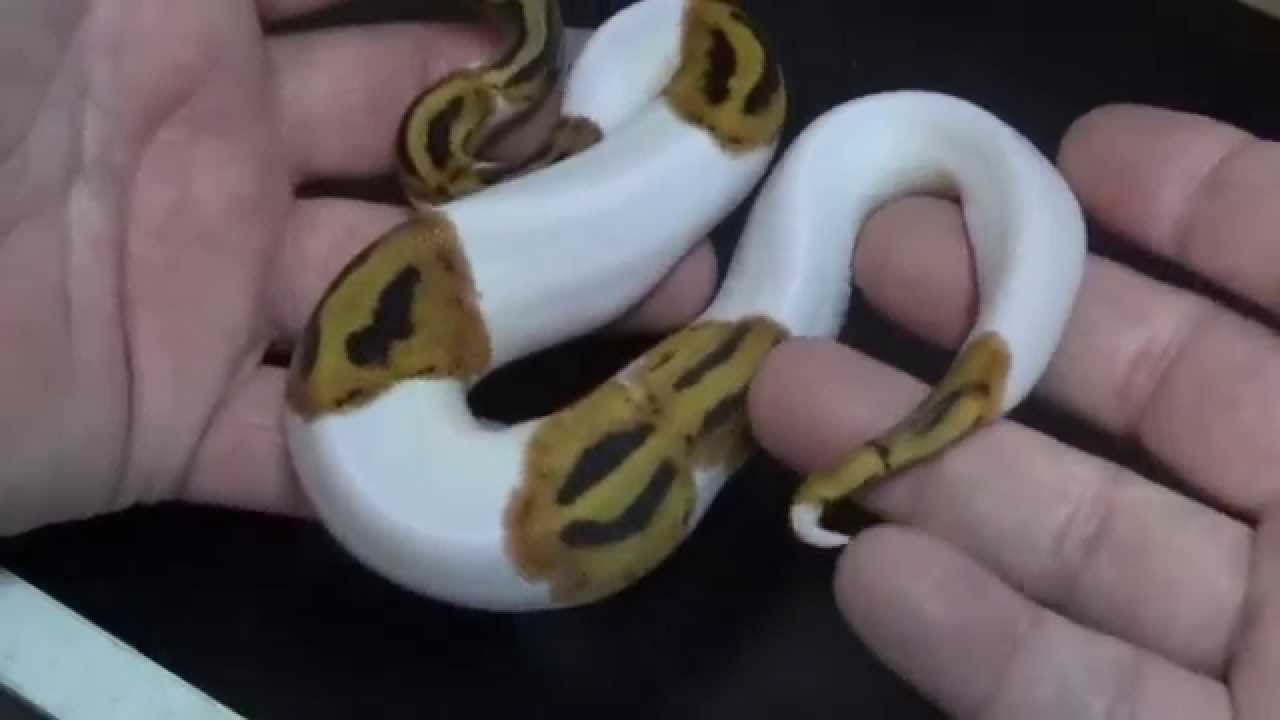 Leopard Pied ??