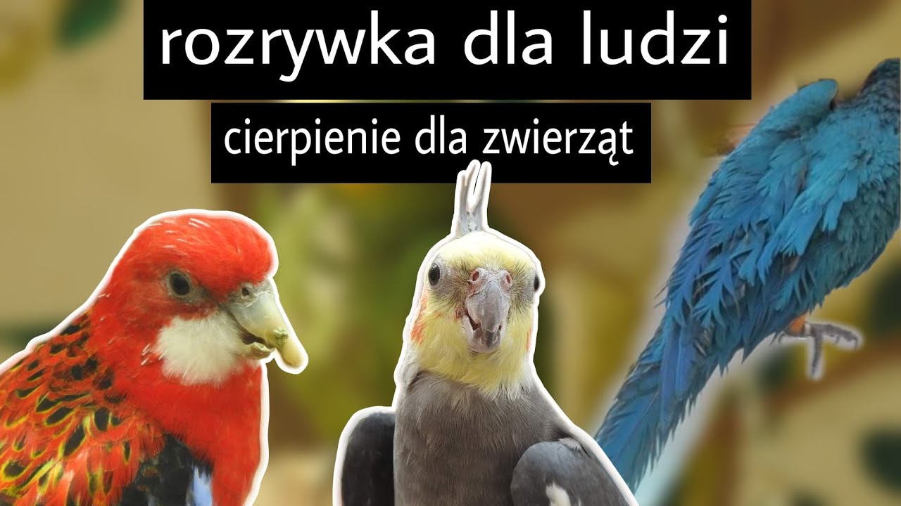 PAPUGARNIE - cała prawda