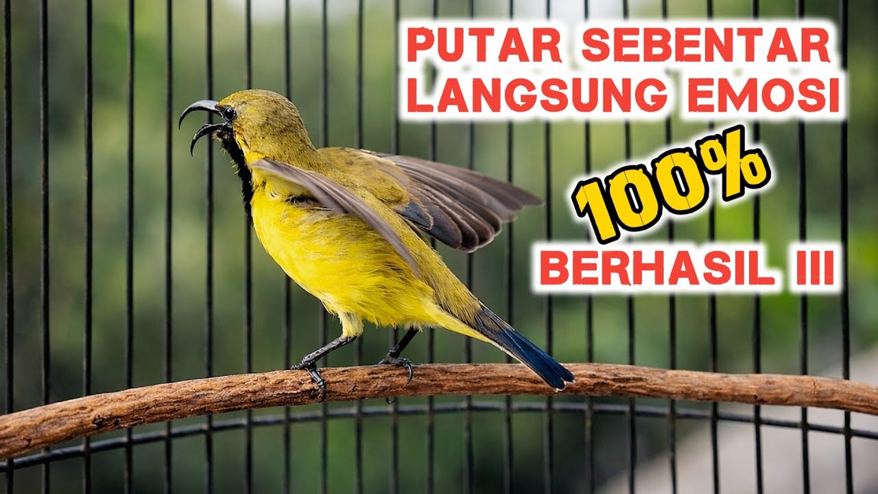 Pancingan Sogon Agar Bunyi, Putar Sebentar Langsung Emosi Bongkar Isian