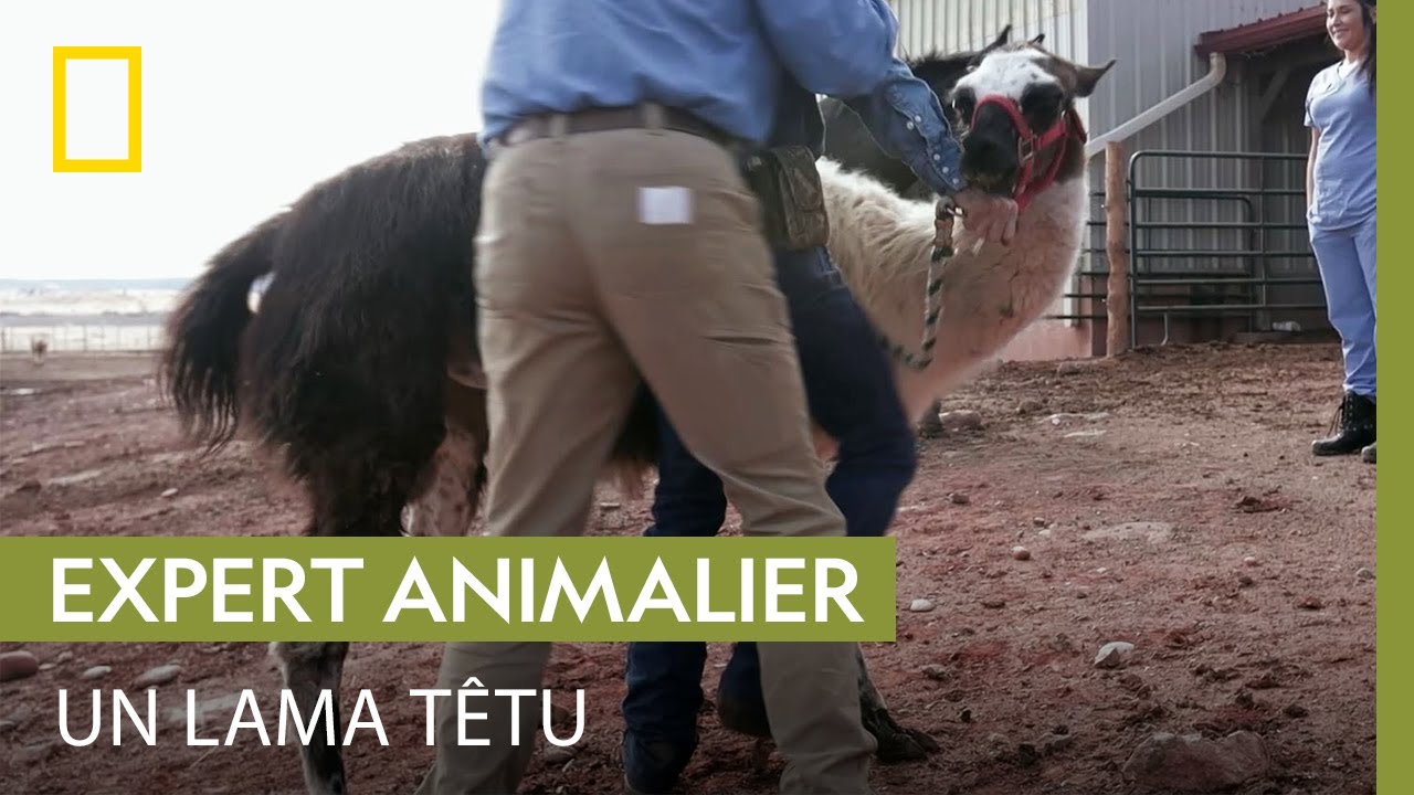 Scène improbable lors de l'examen d'un lama récalcitrant