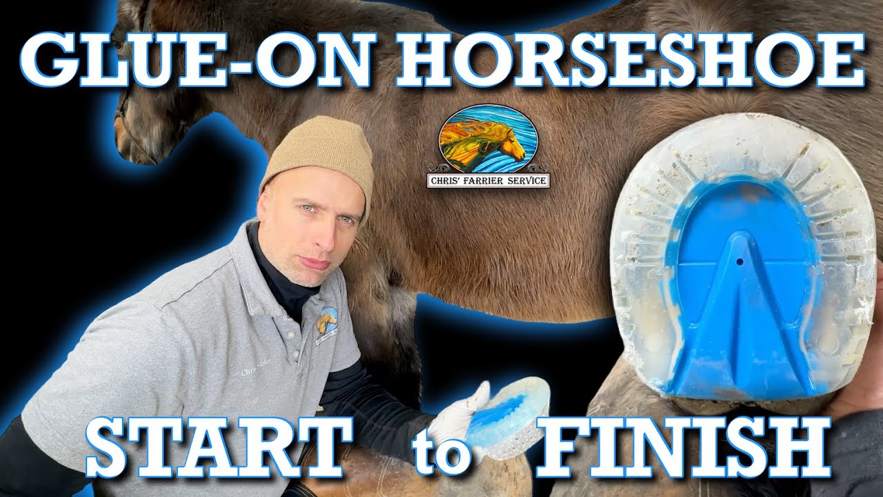EasyShoe One Glue: new glue-on horseshoe application Start to Finish #farrier #horsetrim #equestrian