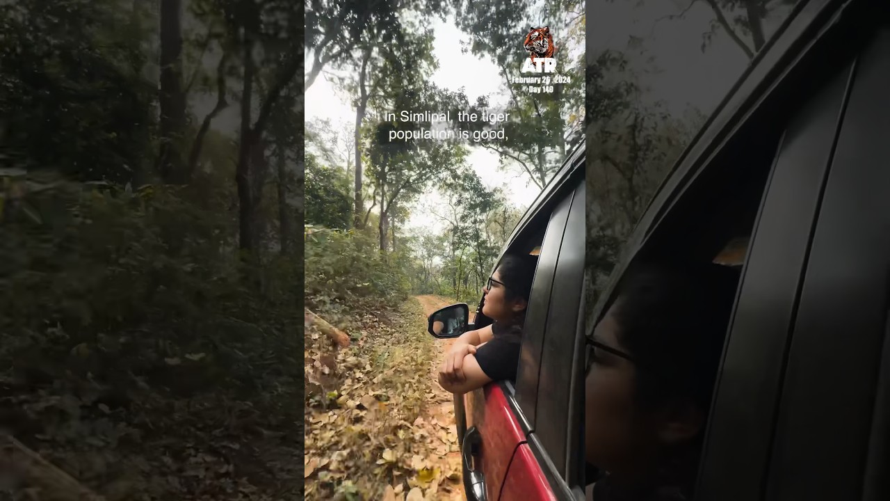 Melanistic Tigers at Simlipal? #atrwithaarzoo #youtubeshorts #minivlog