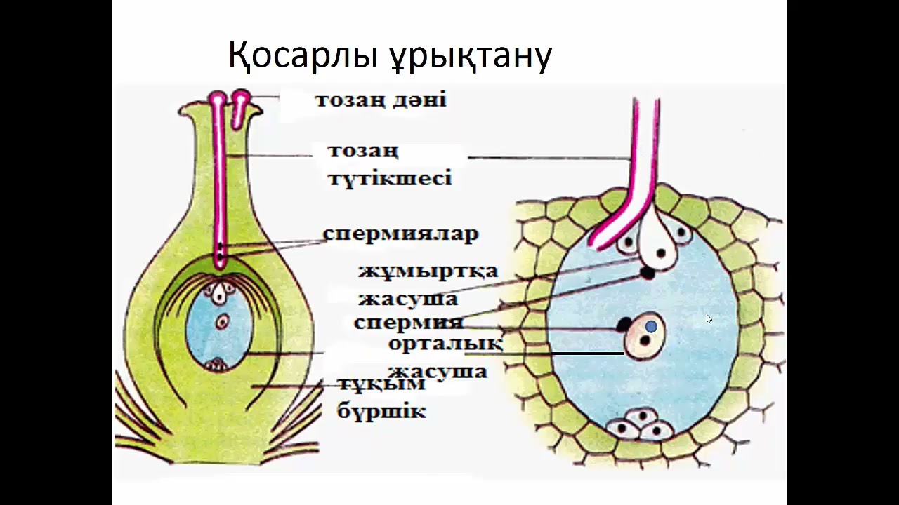 §55. Гүлді өсімдіктердегі қосарлы ұрықтану ерекшелігі