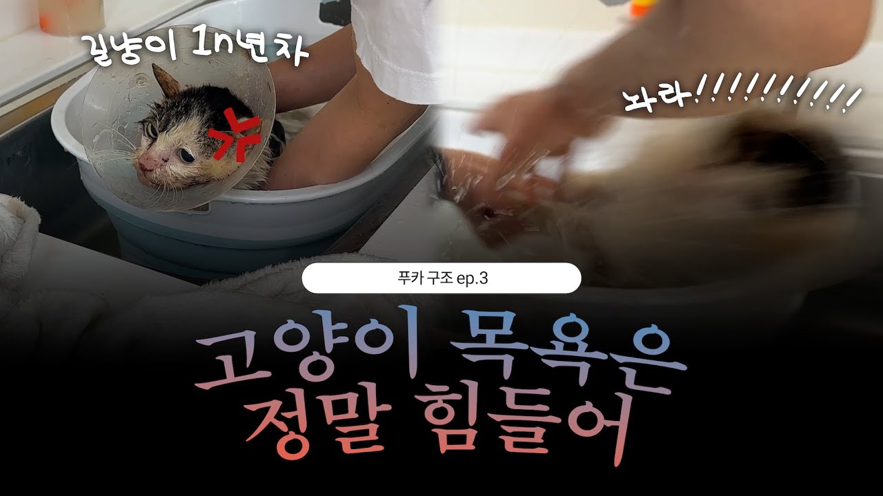 푸카 ep.3) 구조한 고양이한테 냄새가 너무 났어요ㅣ레즈커플 브이로그 vlog