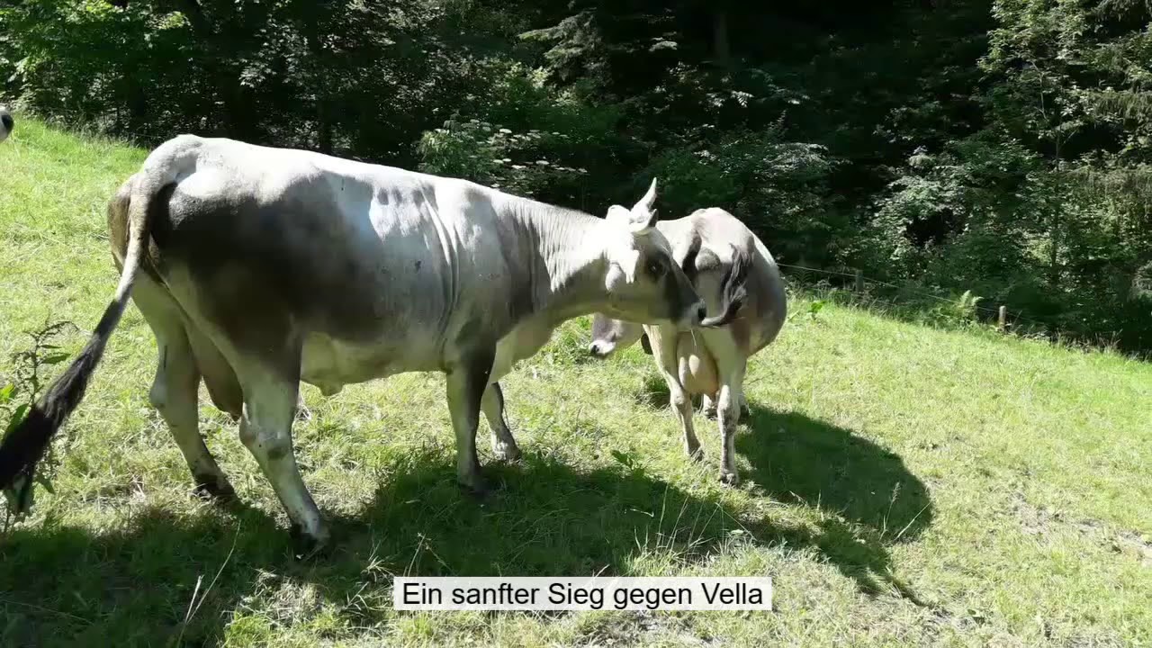 Rangk&auml;mpfe bei der Ankunft von Caroline in unserer Herbstzeitlosen-Herde