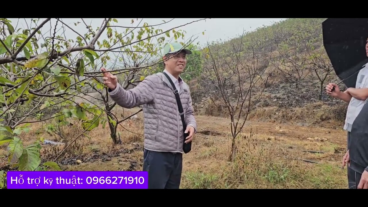 Trước khi cắt cành na Thái để cây ra quả vụ tới cần phải làm gì?