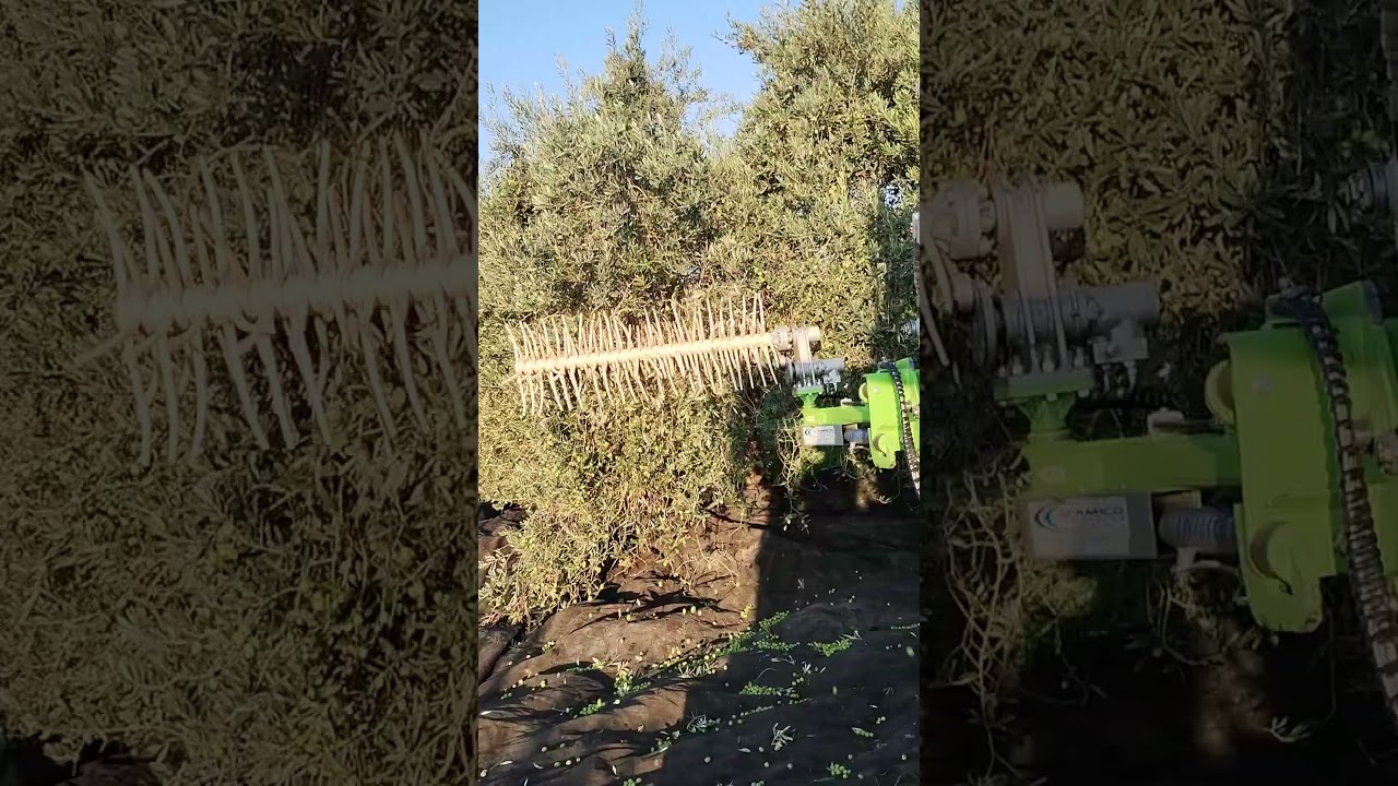 Raccolta olive, pettine escavatore, scuotitore #olive #ulivo #takeuchi #olio