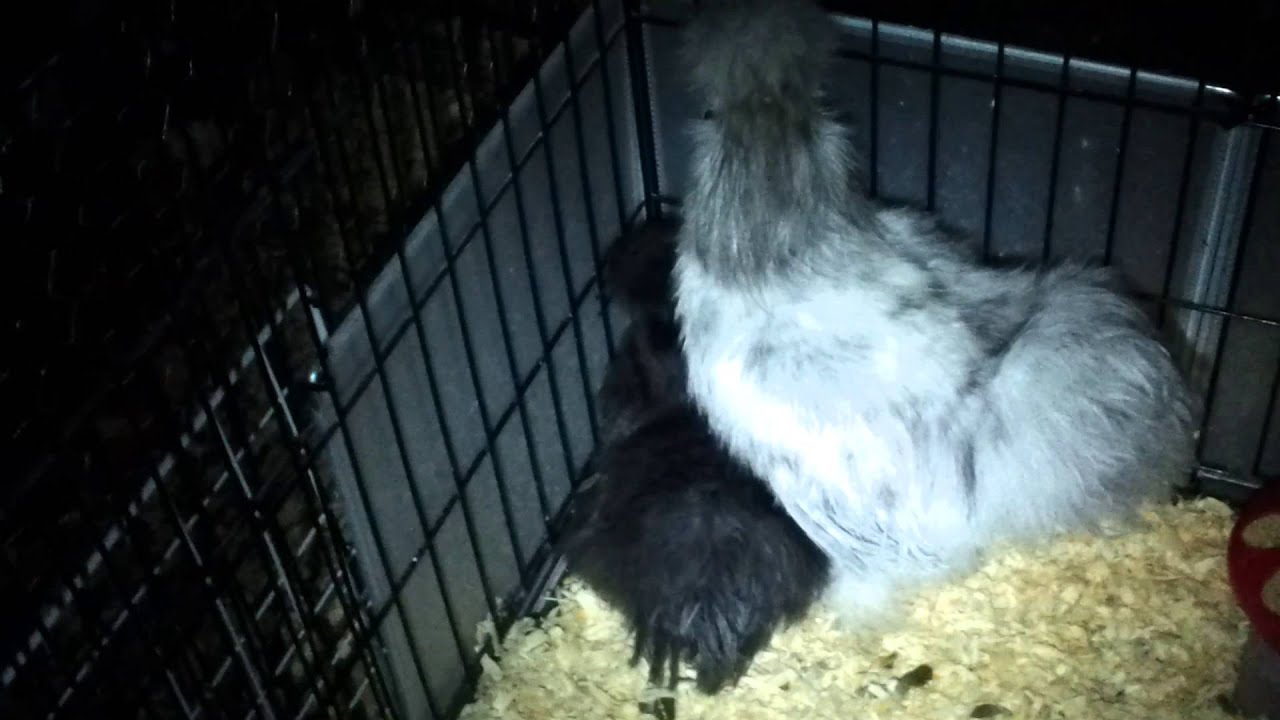 Silkie Rooster crows in the middle of the night