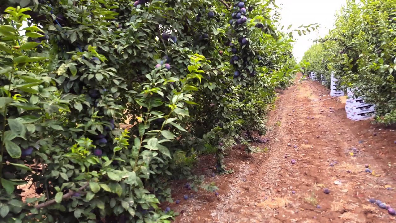 New Queen plum 50 tons per hectar 1.7 harvest