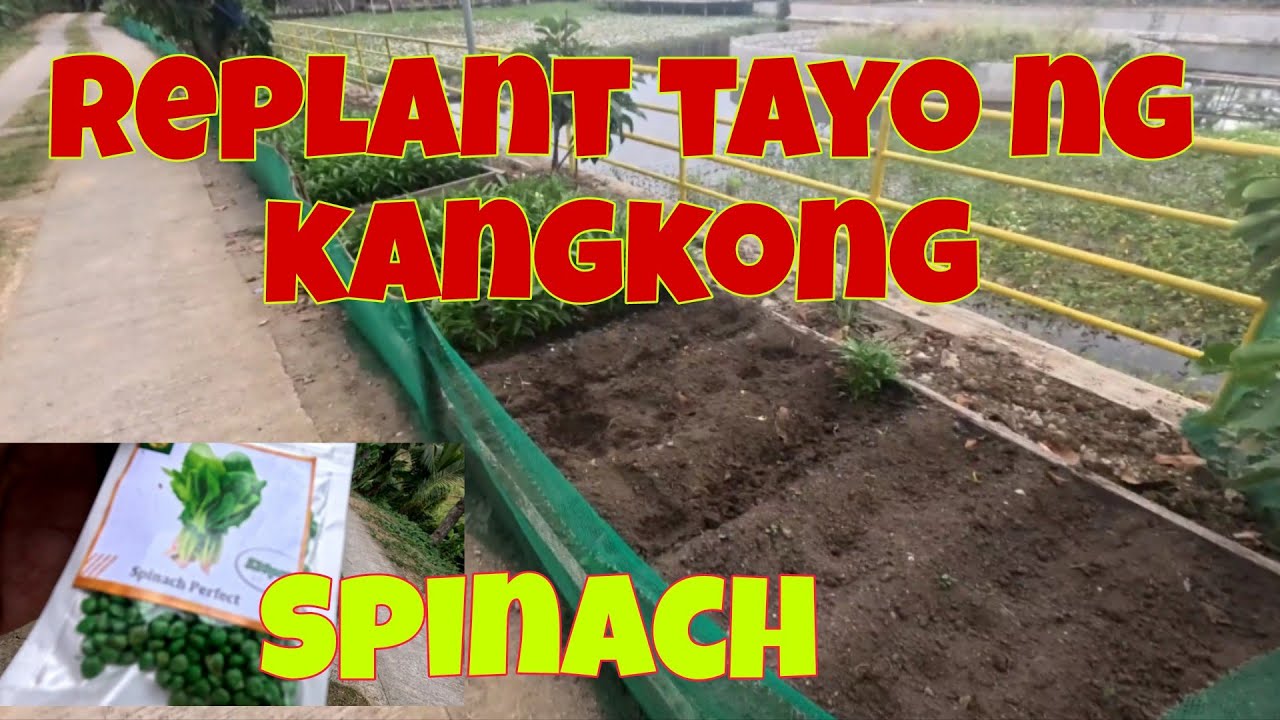 Pweda na mag mustasa at pechay next week | Nagtanim na ako ng panibagong kangkong