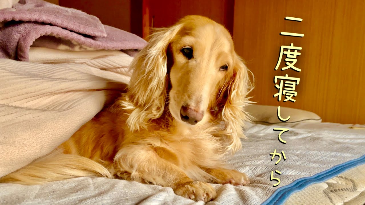 【老犬と海に行く】  ダックスフンド