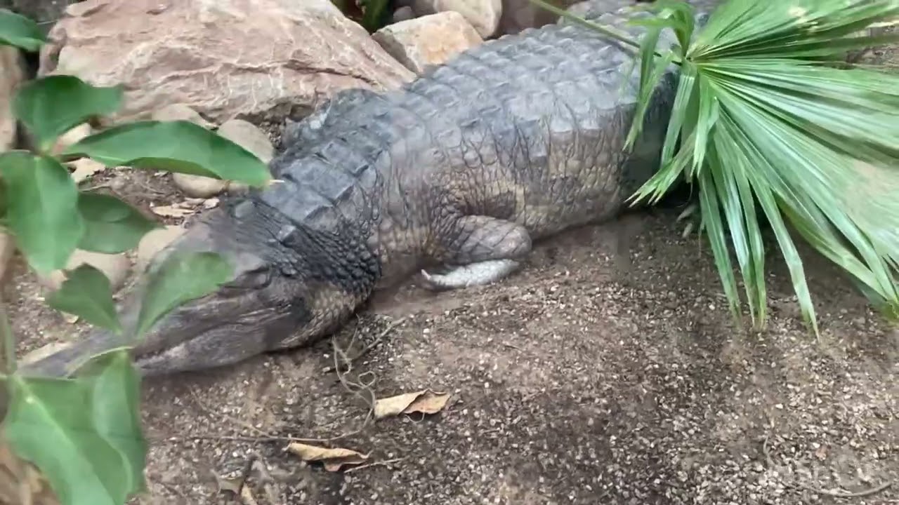 Crocodile Swamp at Paignton Zoo Feb 2025
