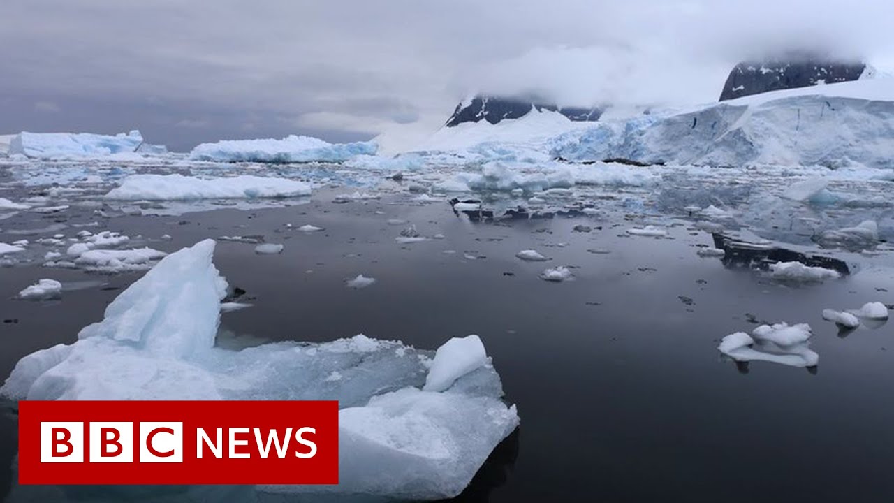 Invasive species 'hitchhiking' on ships to Antarctica BBC News