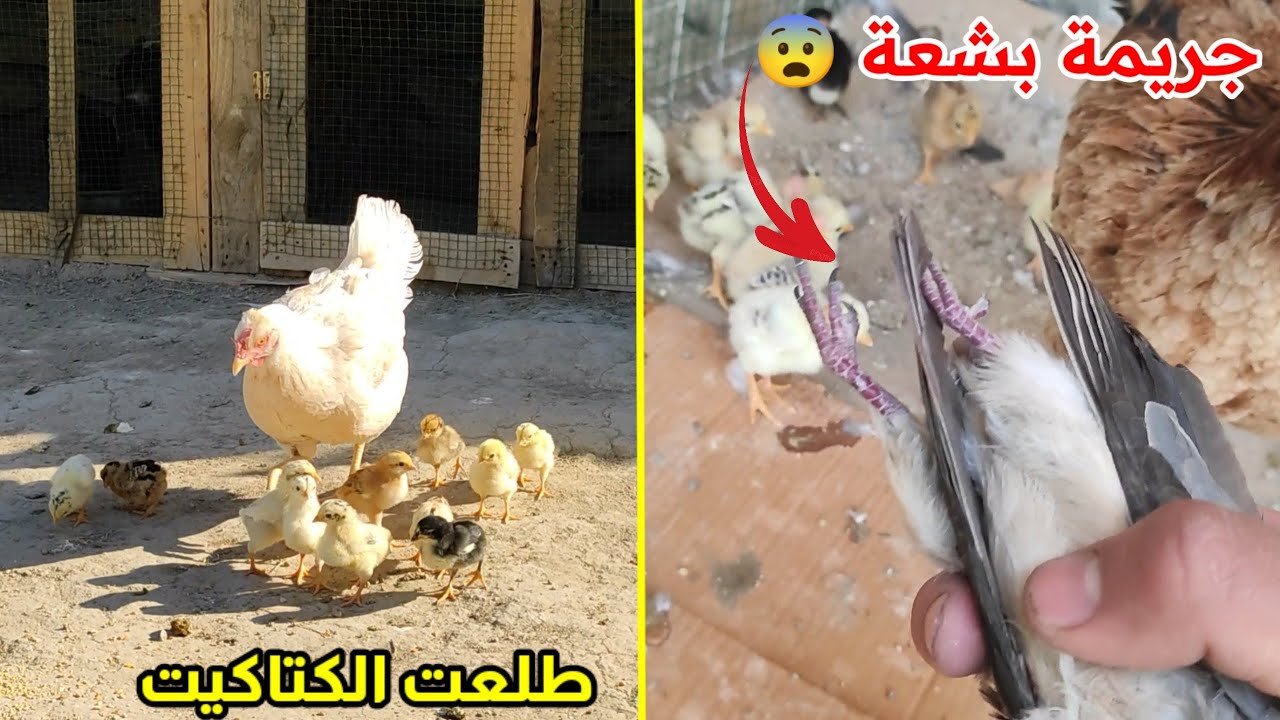 الدجاجة كاتلة حمامة وتاكل بيهة 😱 كمل تفقيس اخت وكوحي