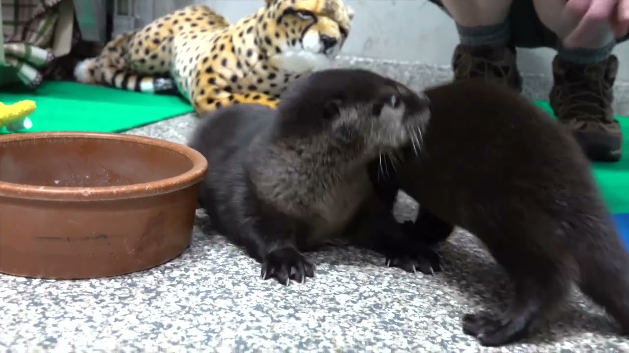 Orphaned Otter Pups Celebrate Anniversary