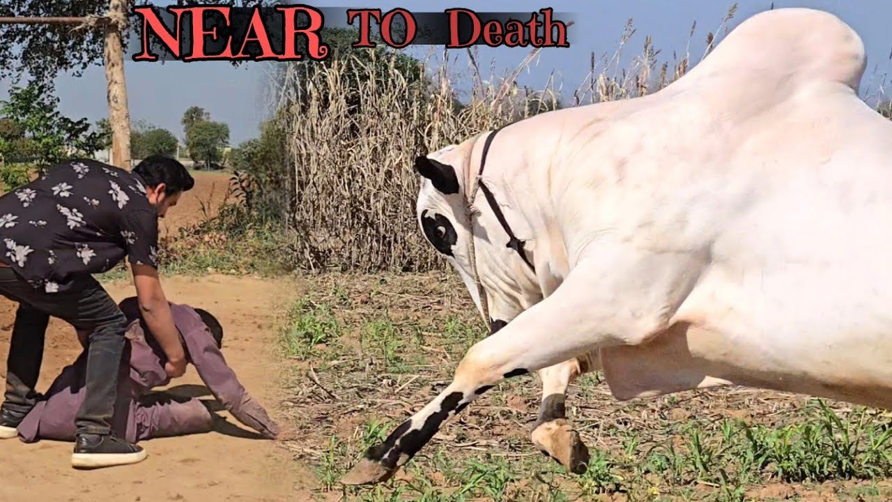 Dera Fouji Sultan Mirwal - Extremely Deadliest Fateh Jang Bulls 2025 - Bakra Mandi 2025- JNTV Series