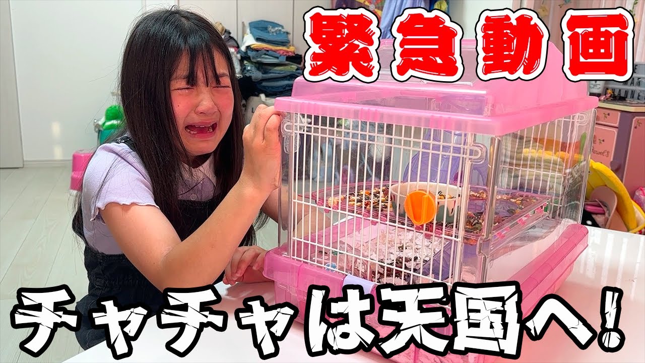 【緊急動画】大悲報😭チャチャが天国へ行きました‼ - はねまりチャンネル