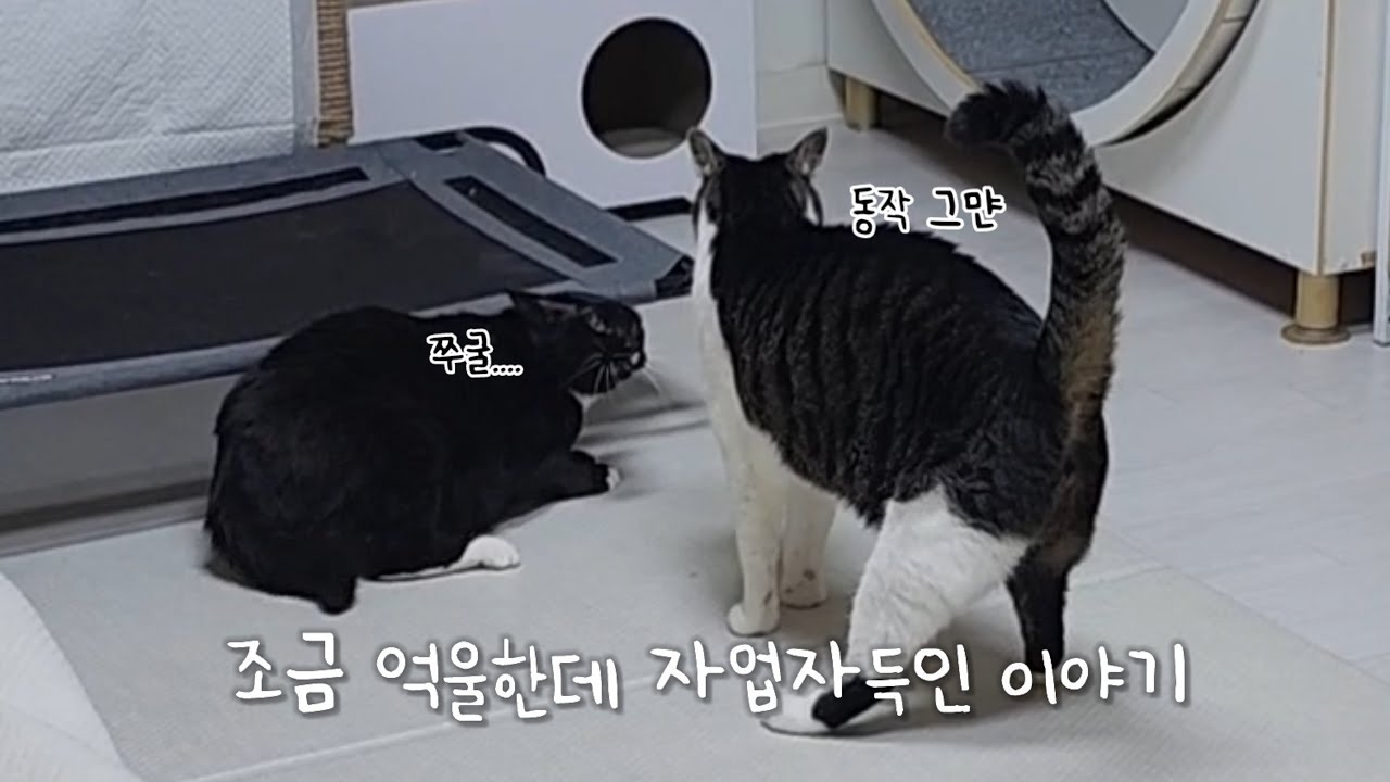 흑곰 봉남이의 조금 억울한데 자업자득인 이야기